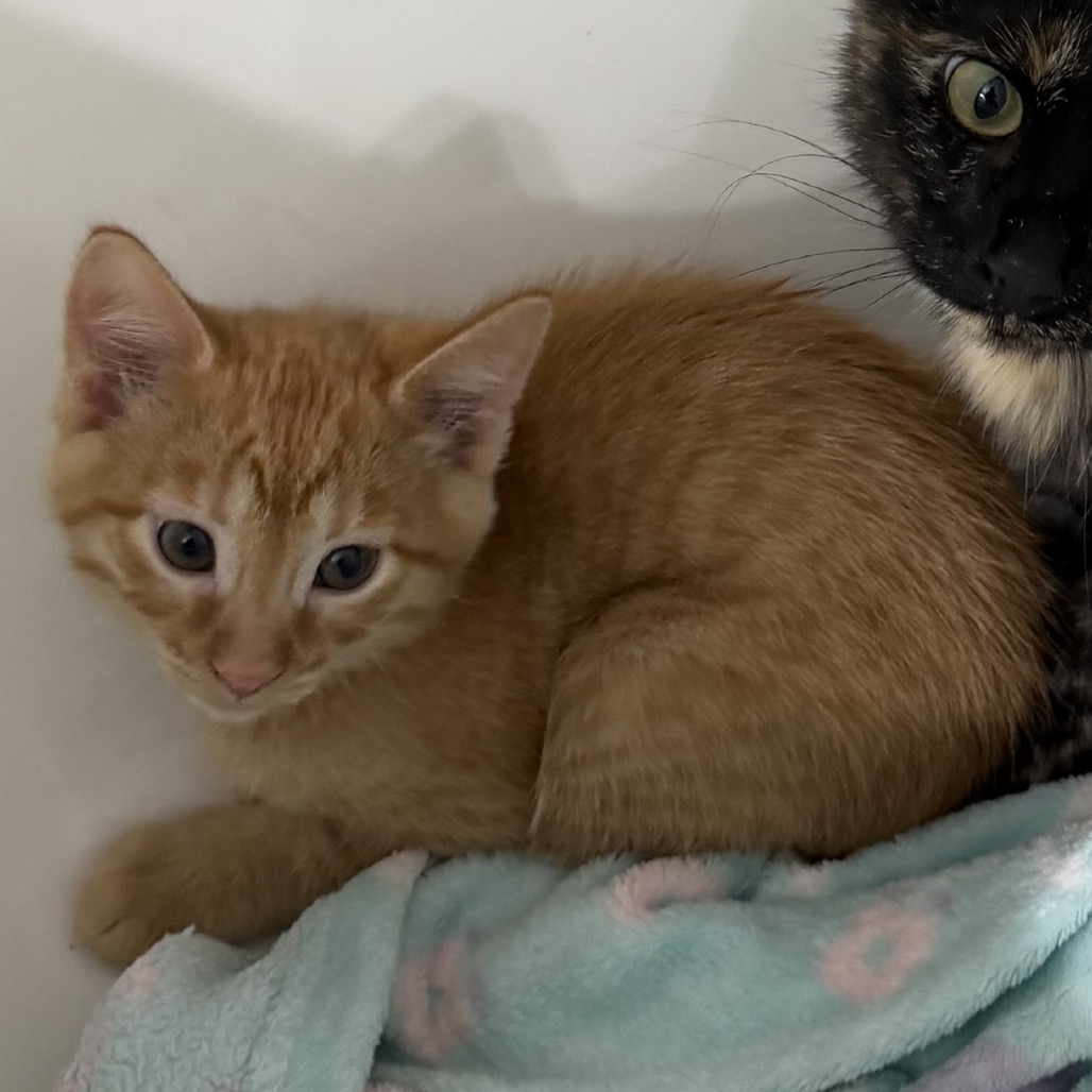 ZEUS - Domestic Shorthair available for adoption