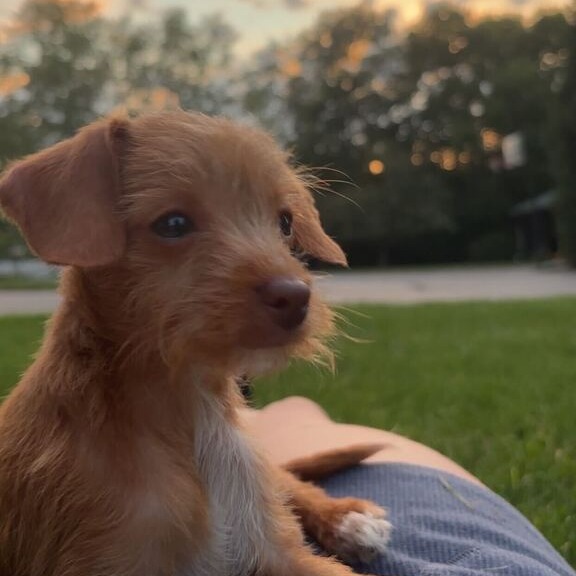TITO - Chihuahua / Poodle available for adoption
