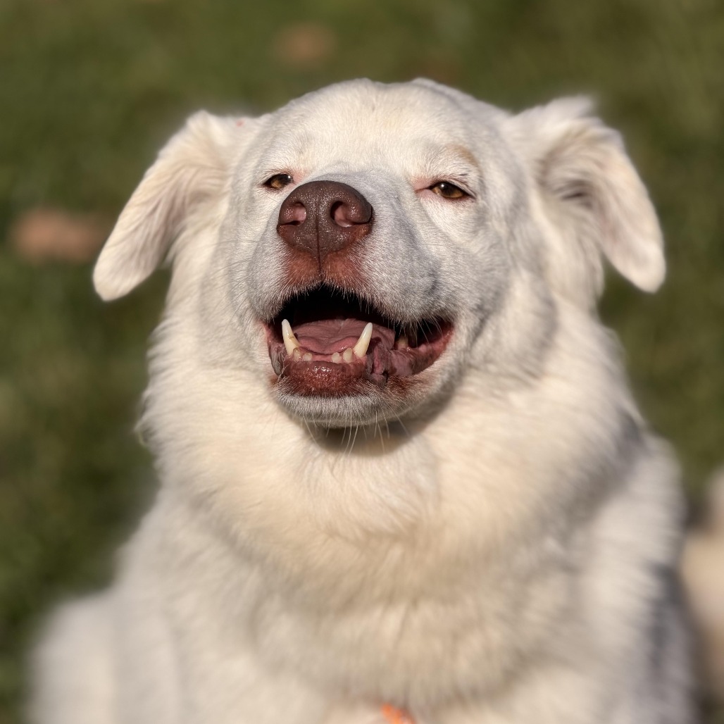 Gigi (bonded with Gable) photo 3