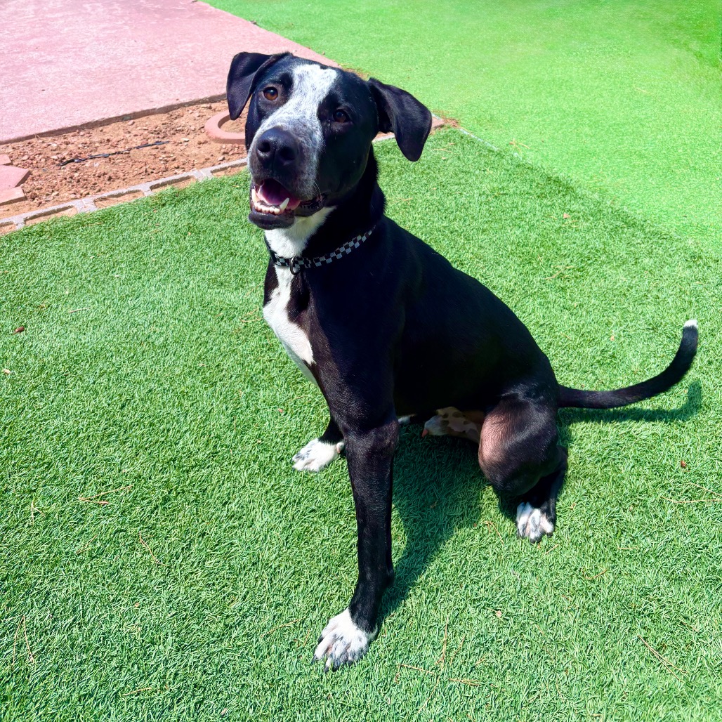 DUCKY - PAWS - Mixed Breed (Medium) available for adoption