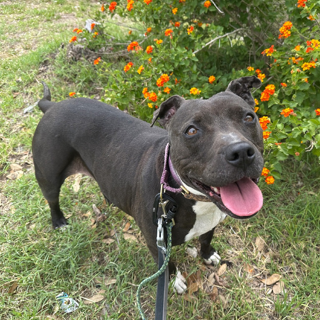 Jada, adoptable senior dog