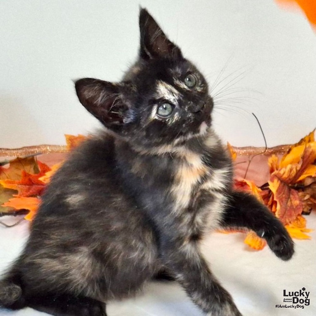 BELL - Domestic Shorthair available for adoption