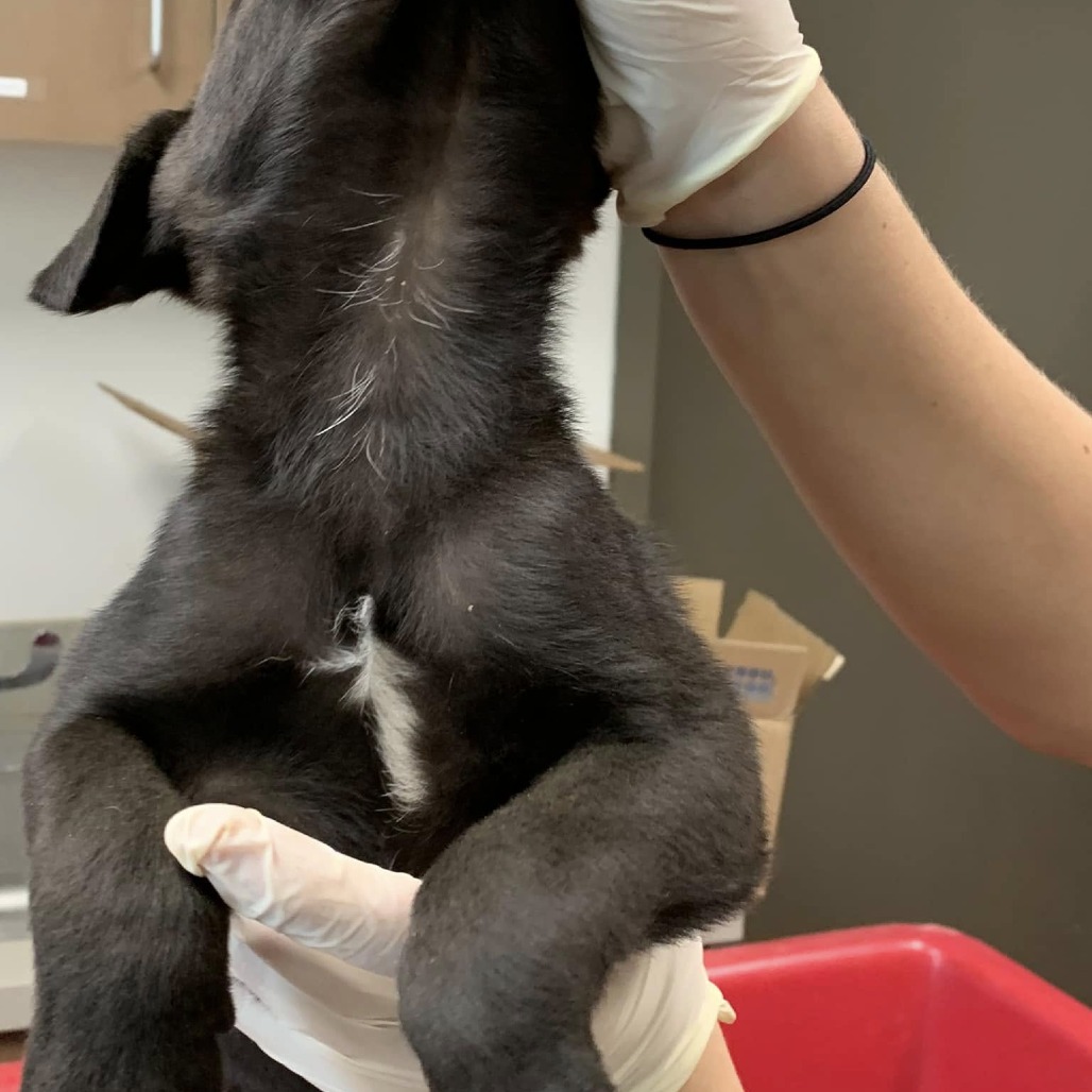OBOE - Schnauzer / Retriever, Labrador available for adoption
