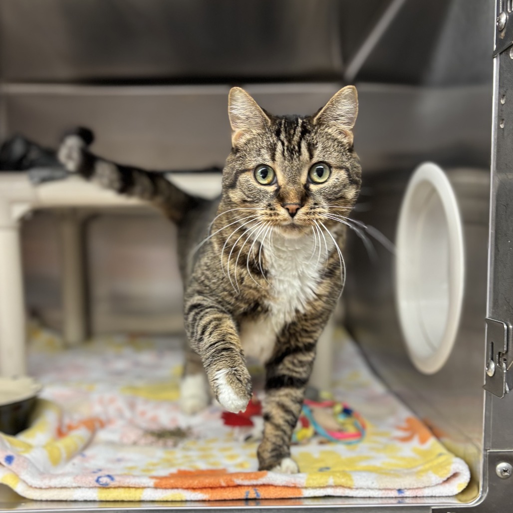 Luna Lovegood--In Foster***ADOPTION PENDING***, photo 2