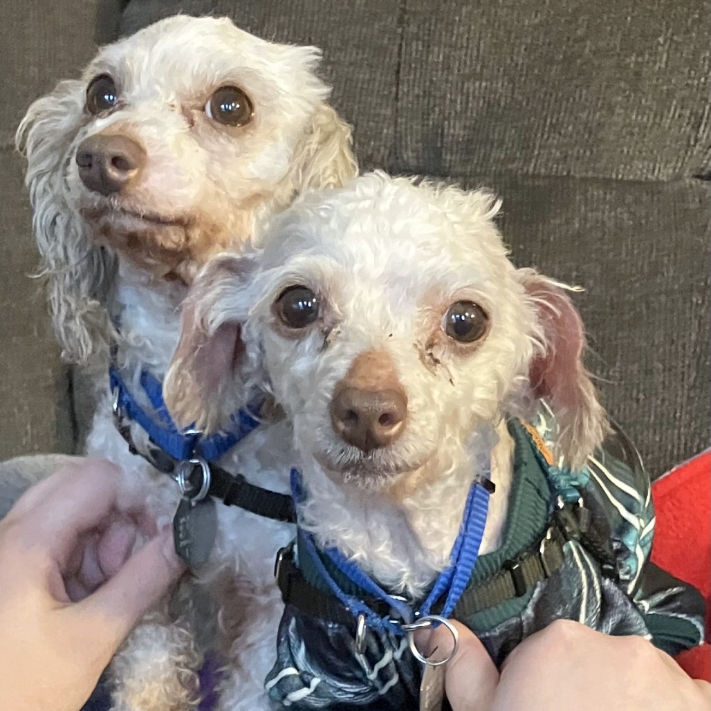 Olivia — thumbnail 2