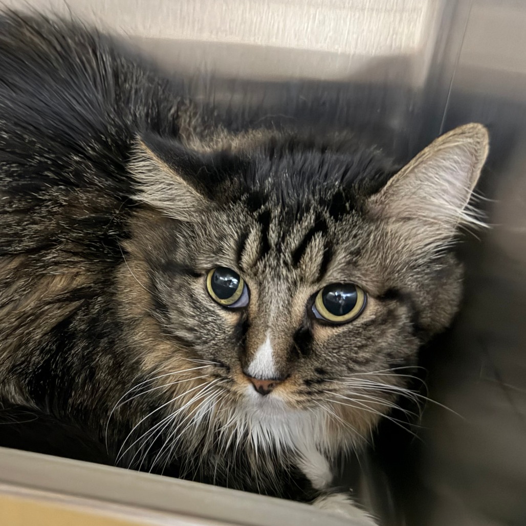 MAX - Domestic Medium Hair available for adoption