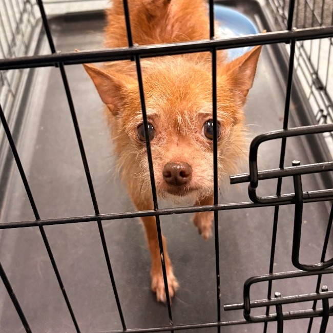 JIPSY - Chihuahua / Mix available for adoption