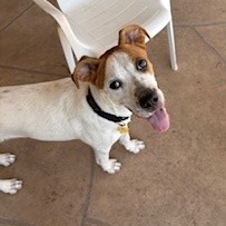 Bodhi: Male 12 Boxer/Mixed Breed (Large)