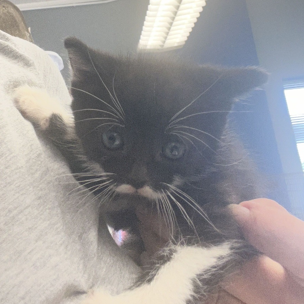 DOLLAR - Domestic Shorthair available for adoption