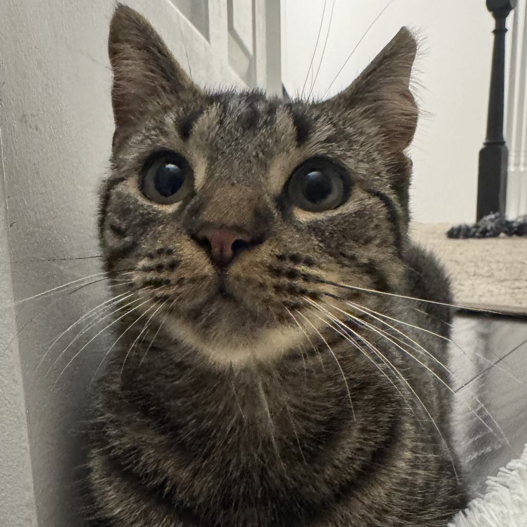 Scruffie, photo 18