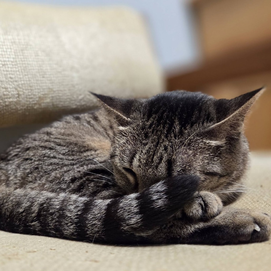 Gabbi--In Foster, photo 11