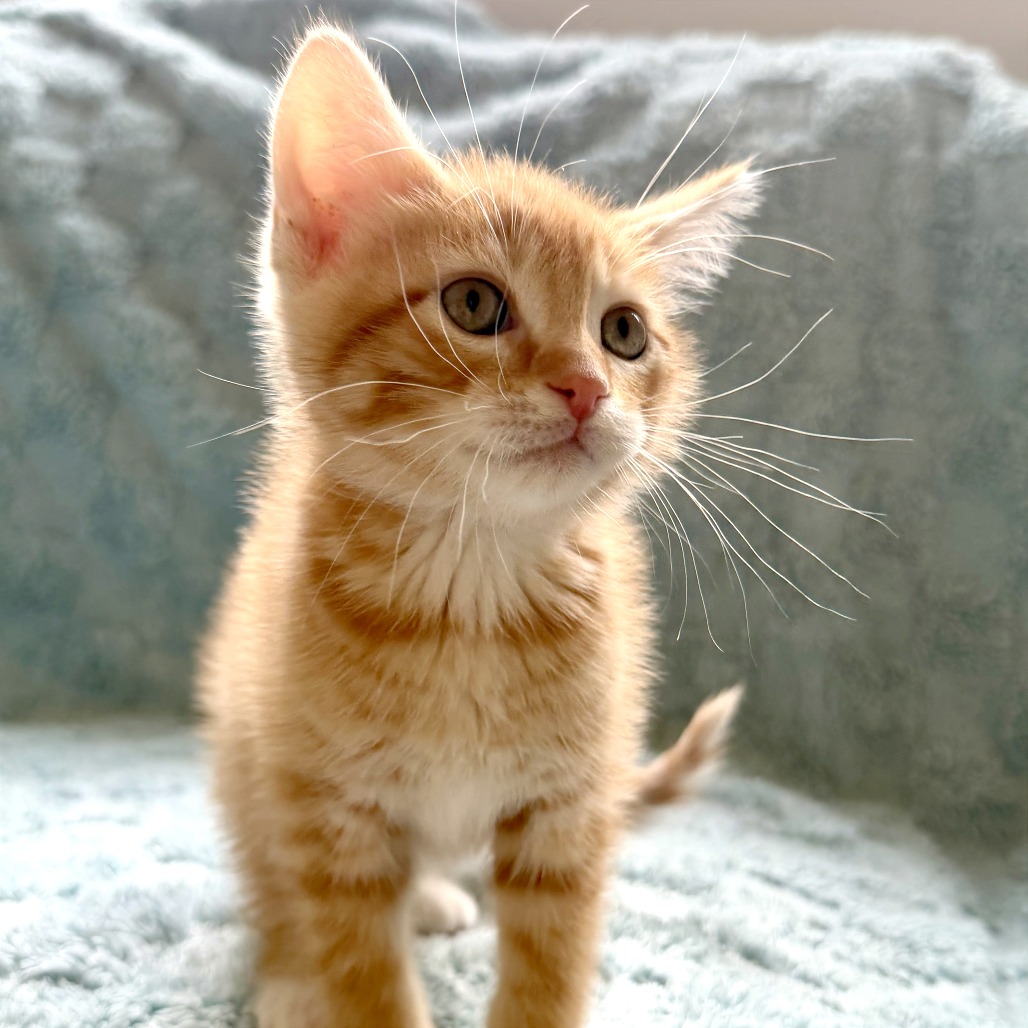 Butters