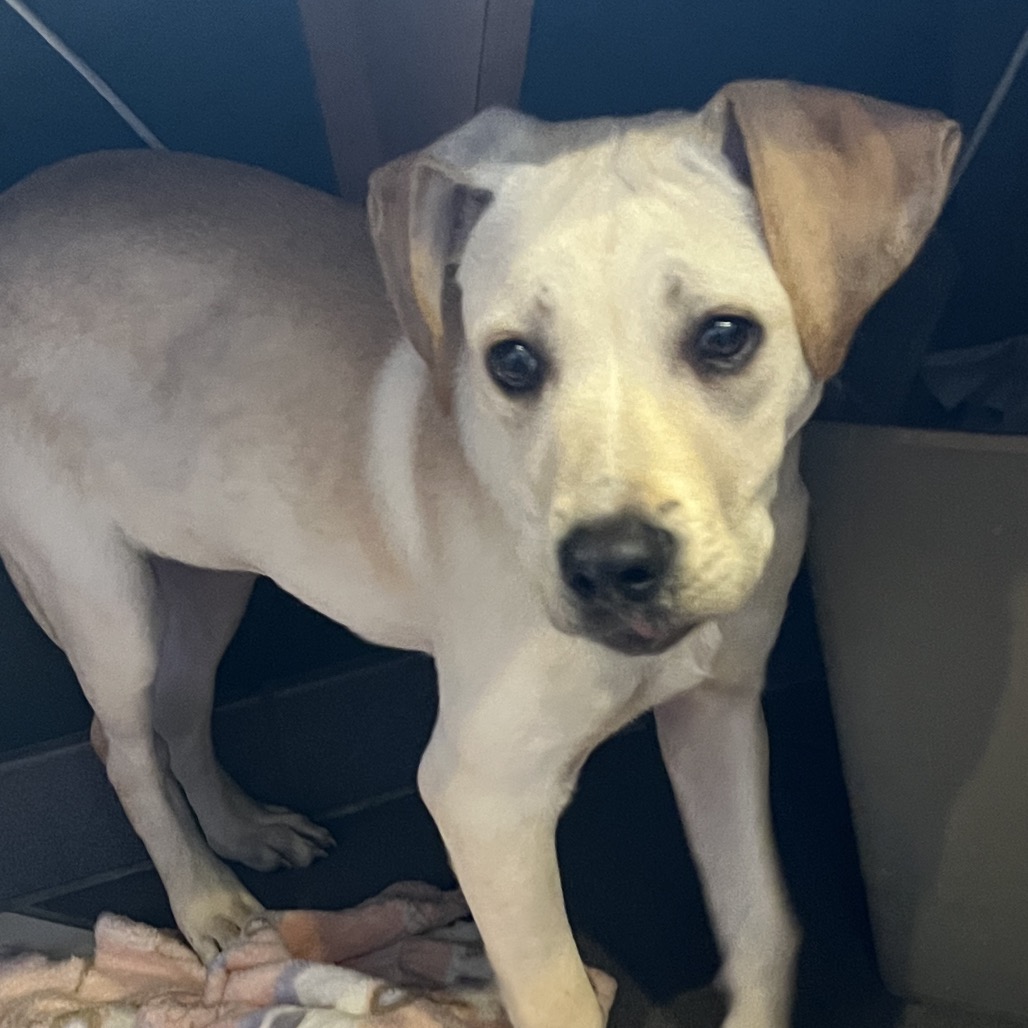 Amelia — thumbnail 4