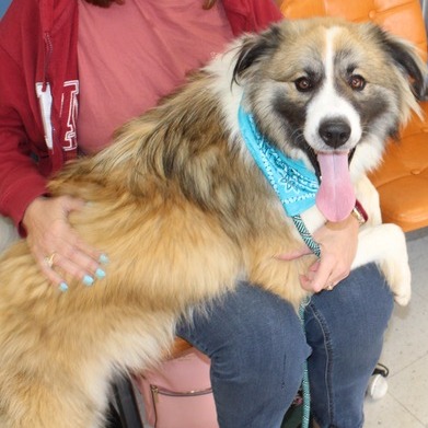 Great Pyrenees
