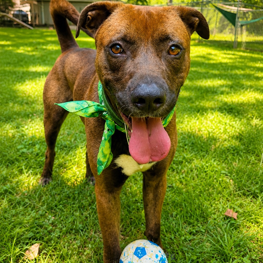 Sable aka Tank, photo 9