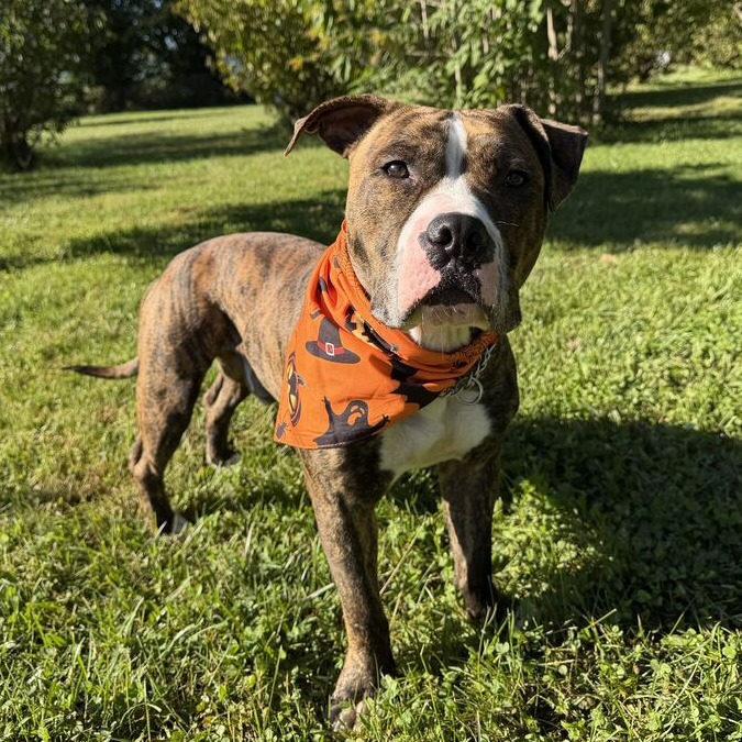 GUCCI - Terrier / American Pit Bull for adoption in Dayton
