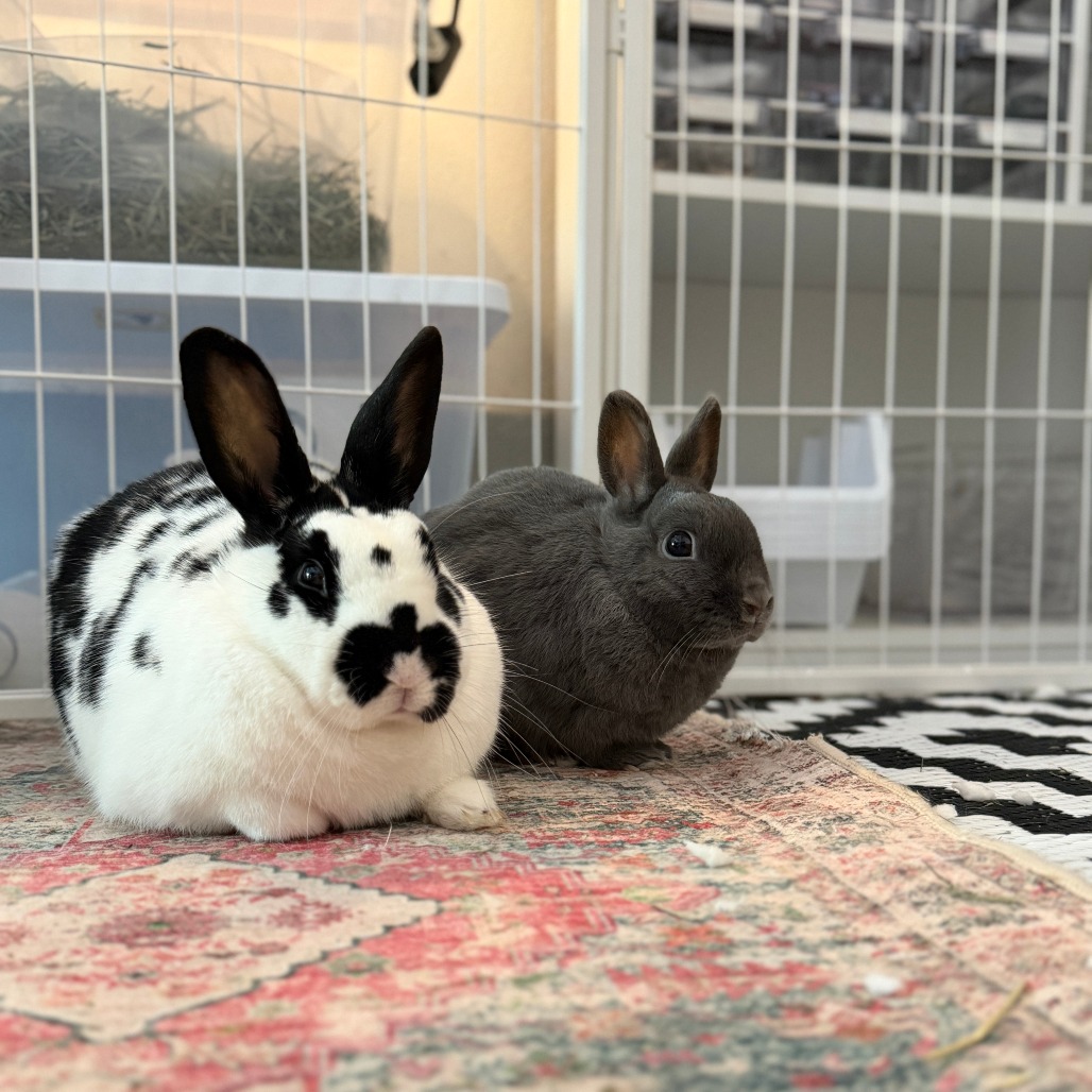 Buns (bonded with Nelly), photo 4