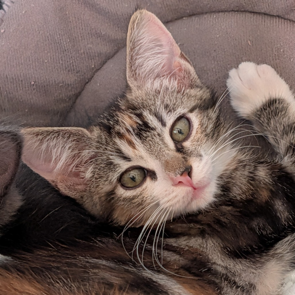 Clarke the Cat