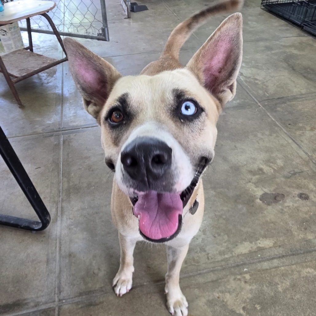 AMARI - Husky / Mixed Breed (Large) available for adoption