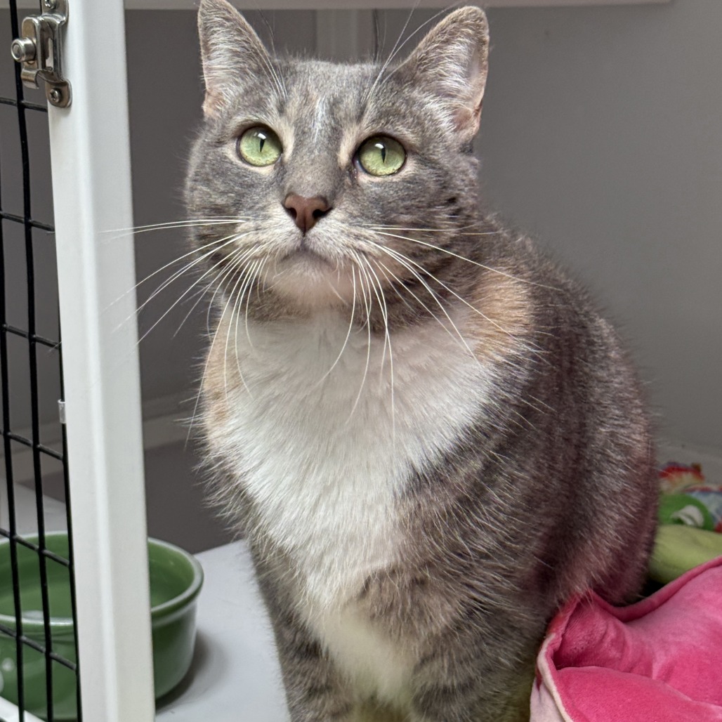 PEPPERMINT (MOUSE) - Domestic Shorthair for adoption in Las Cruces