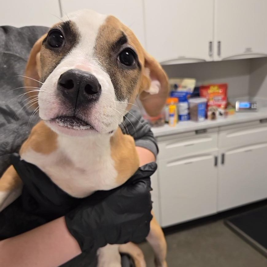 PIDGEON - Mixed Breed (Medium) available for adoption