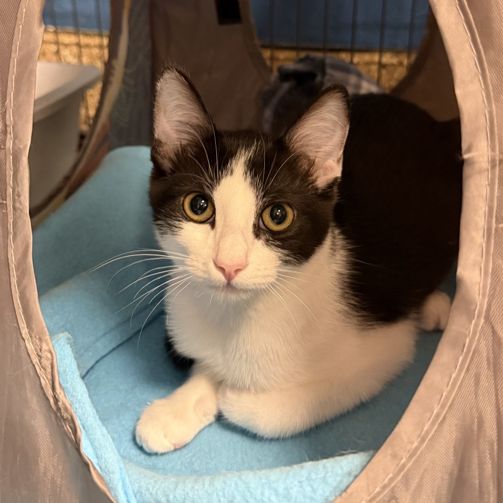 AMBI - Domestic Medium Hair for adoption in Mesa