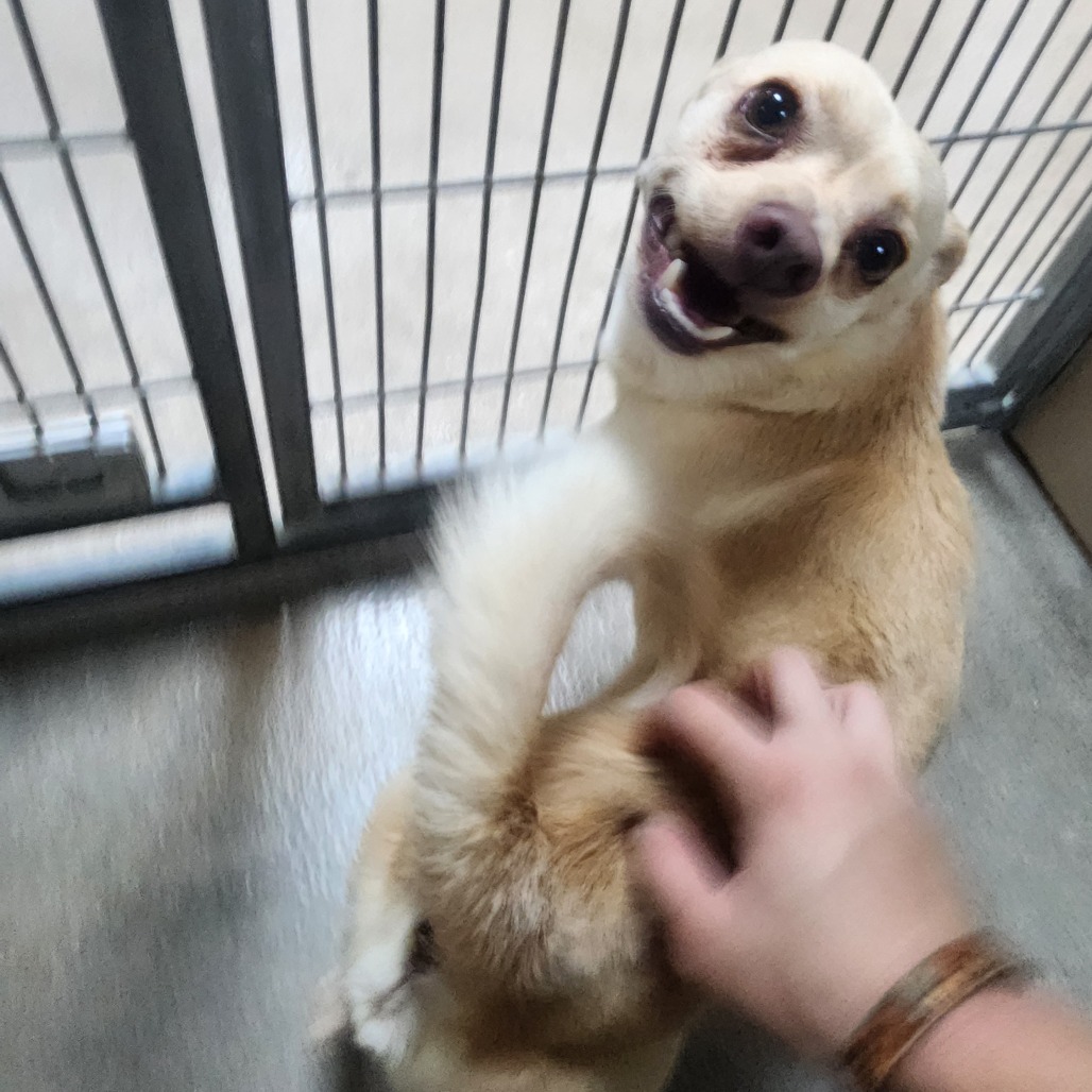 Kennel#29 Max's preview photo