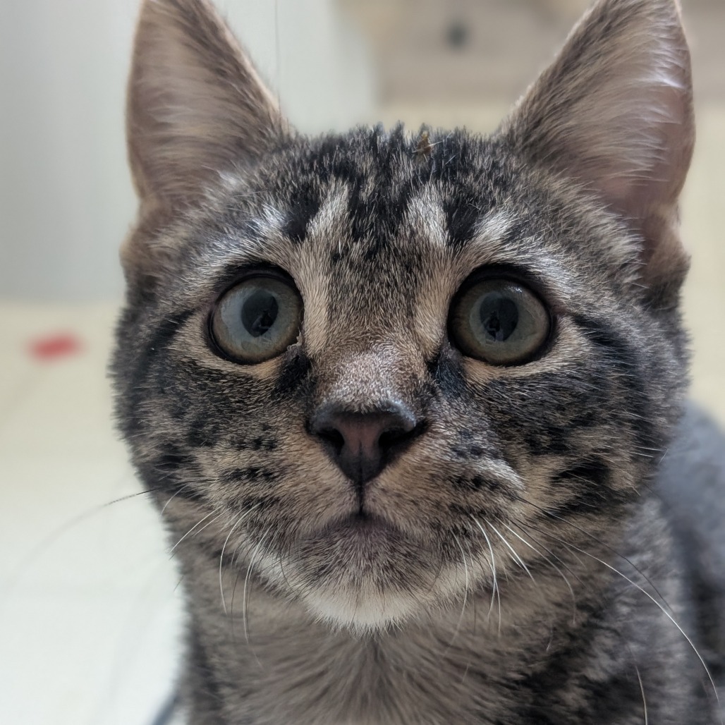 ABBA ZABBA - Domestic Shorthair available for adoption