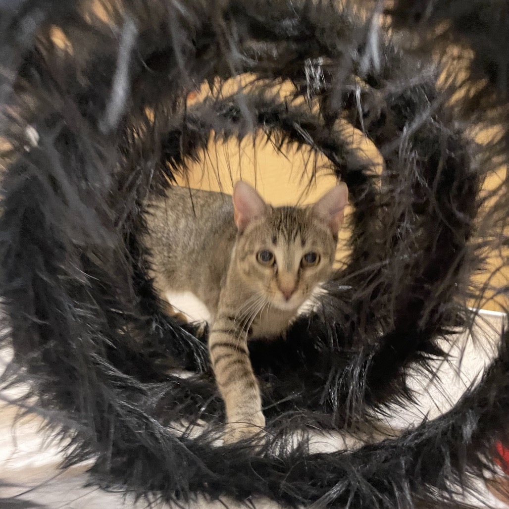 STELLA