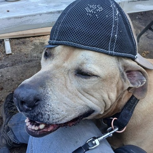 Sampson, photo 13