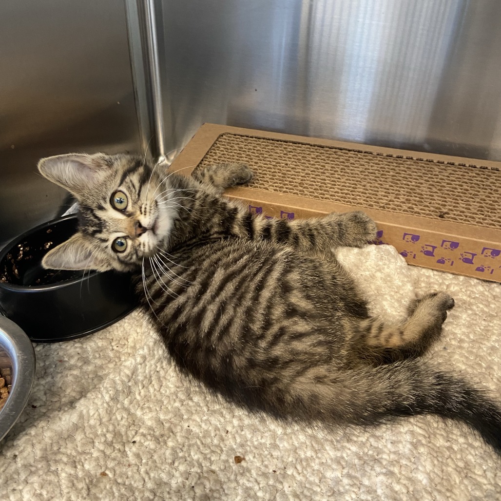 BONNIE - Domestic Shorthair available for adoption