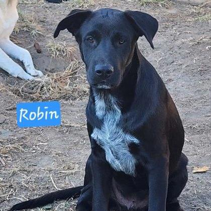 ROBIN - Retriever, Labrador / Mix available for adoption