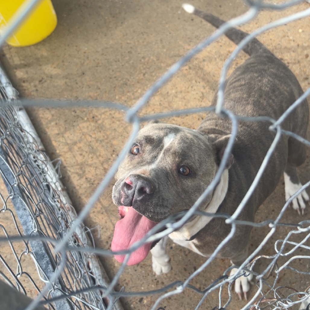 Waffles, an adoptable dog at SPCA-BC