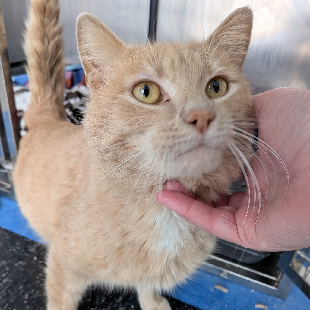 Yowie — thumbnail 2