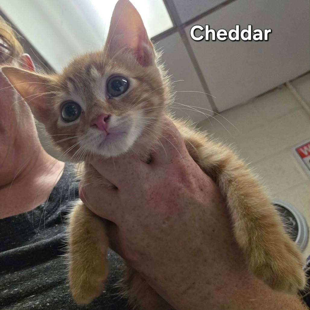 CHEDDAR - Domestic Shorthair available for adoption