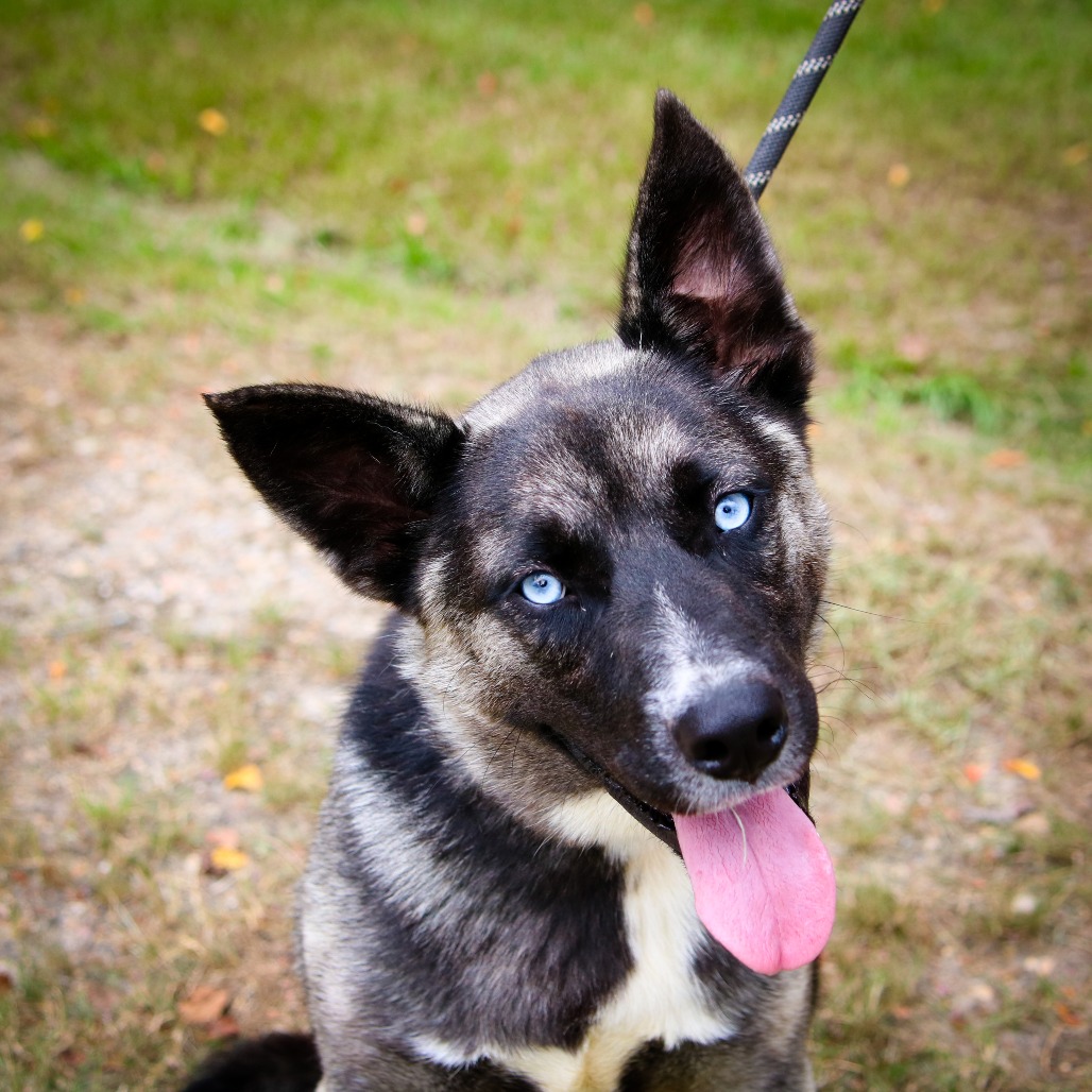 ROCKY TOP - Husky / Shepherd, German available for adoption