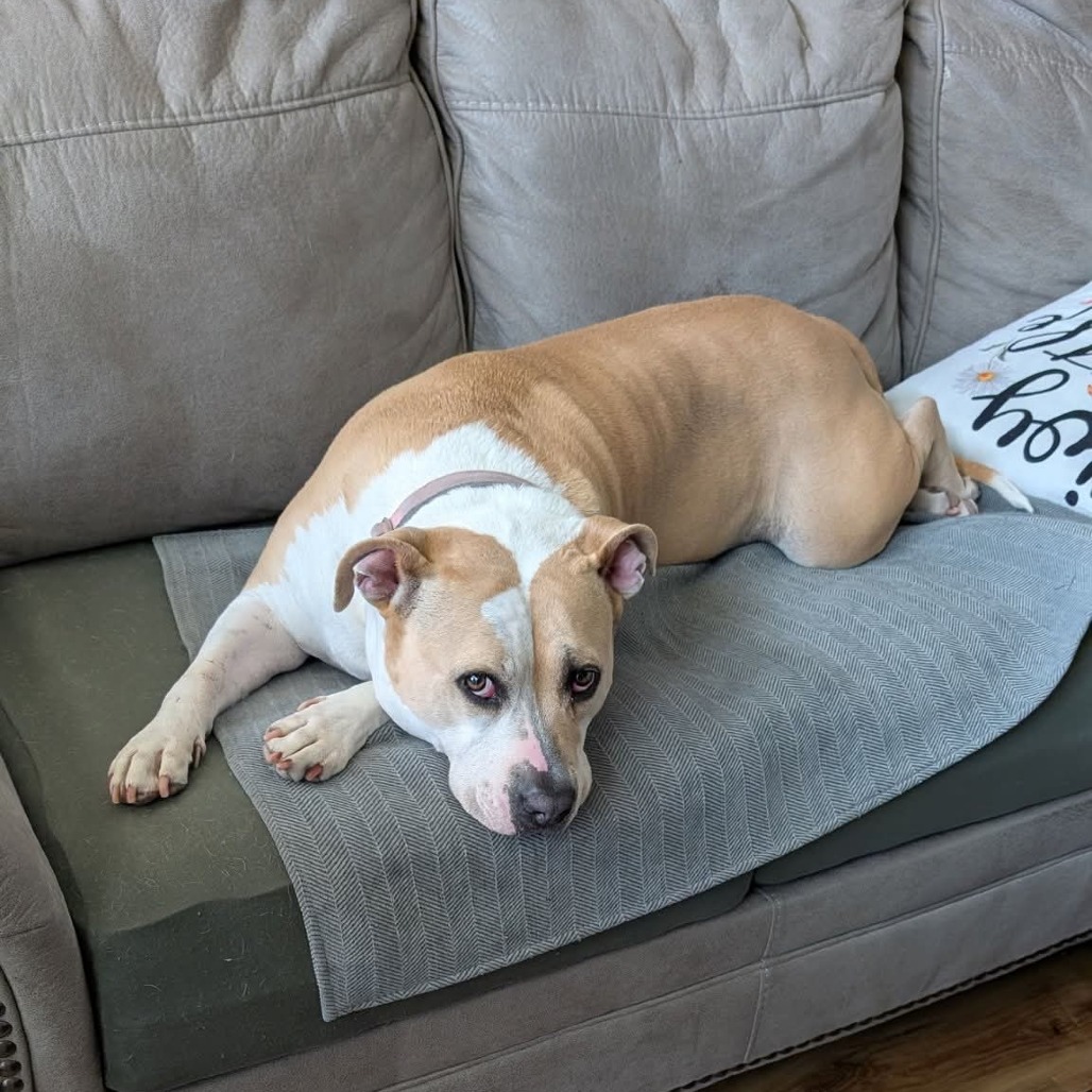 Roxie, photo 14