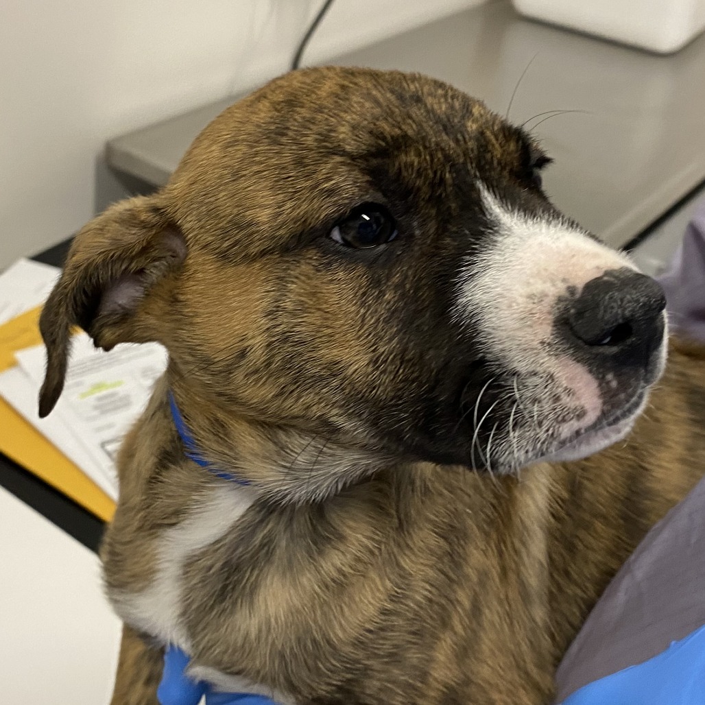 Julep — thumbnail 2