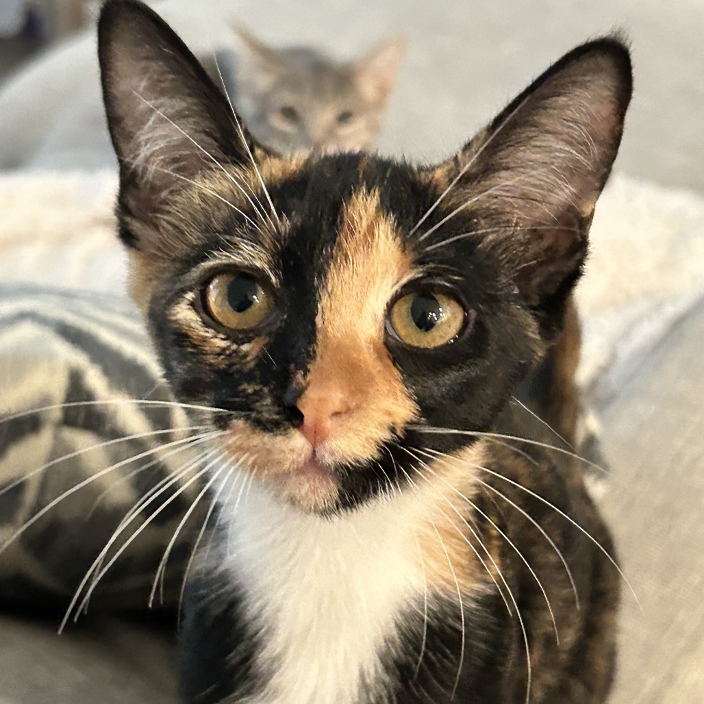 MARINA - Domestic Shorthair available for adoption