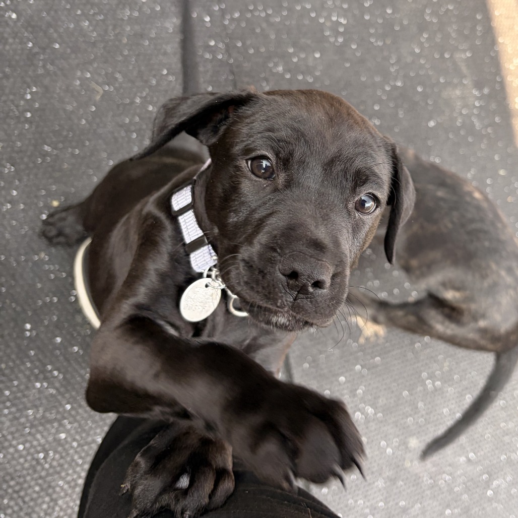 MIA (IN FOSTER) - Mixed Breed (Large) available for adoption