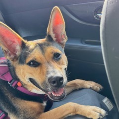 ASHA - Shepherd, German / Mix available for adoption