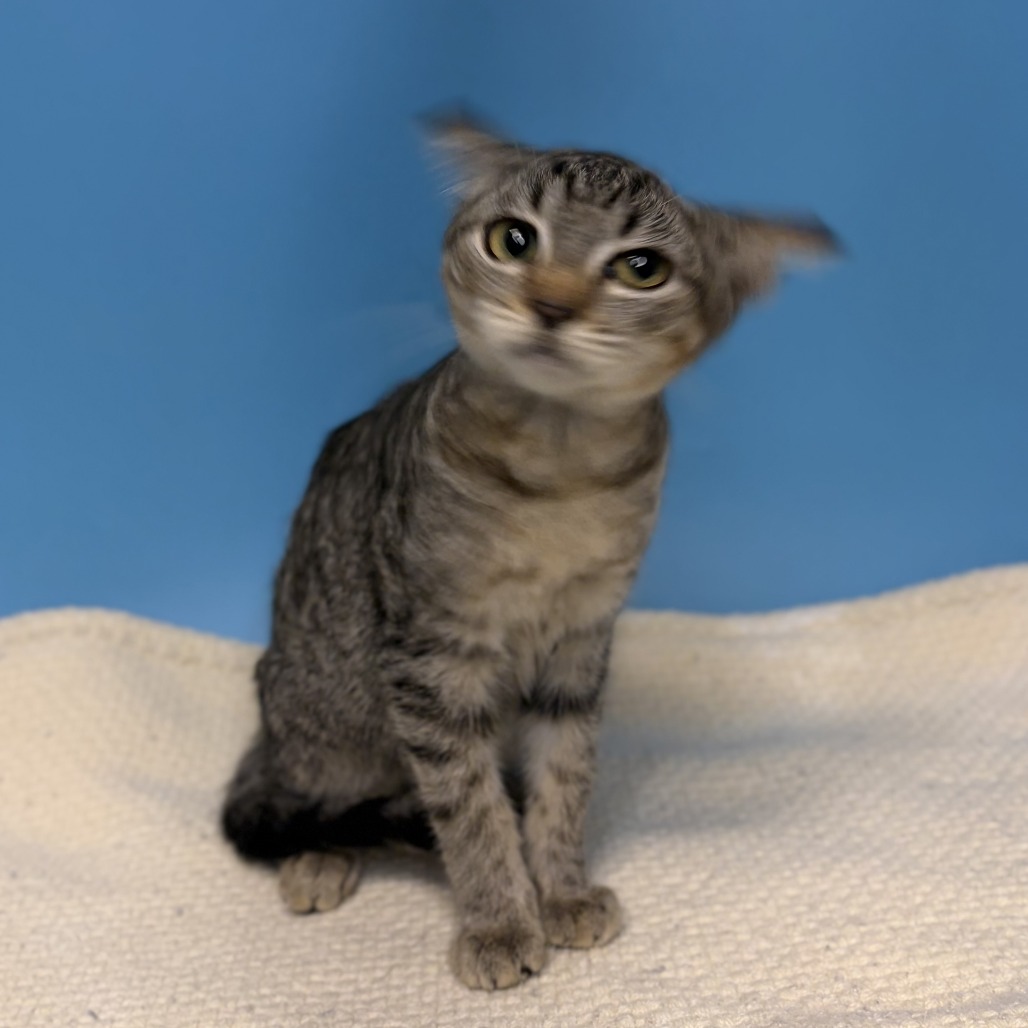 FROGGIE - Domestic Shorthair available for adoption