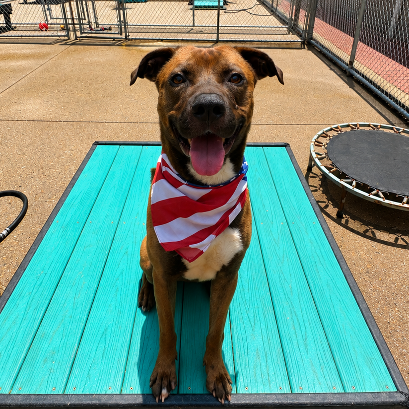 Sable aka Tank, photo 7