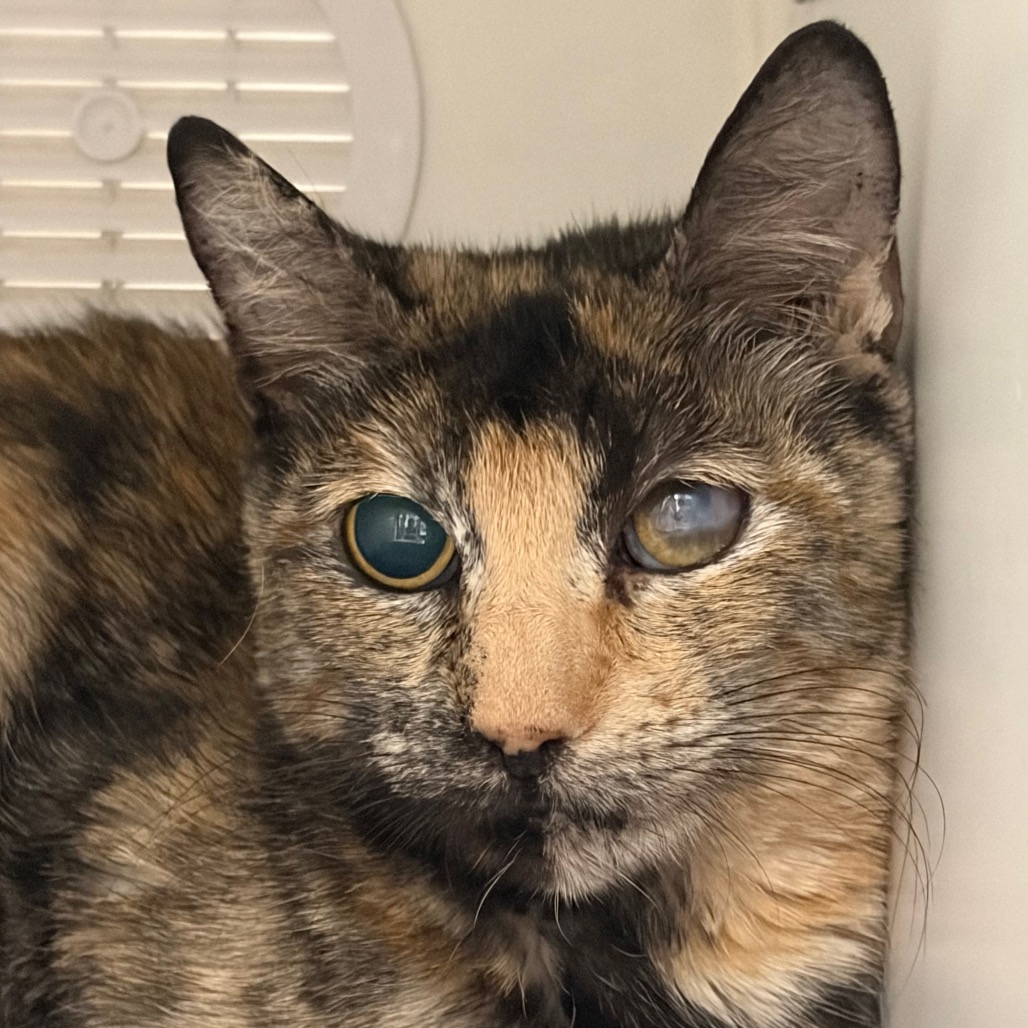 Miss Miggles, photo 2