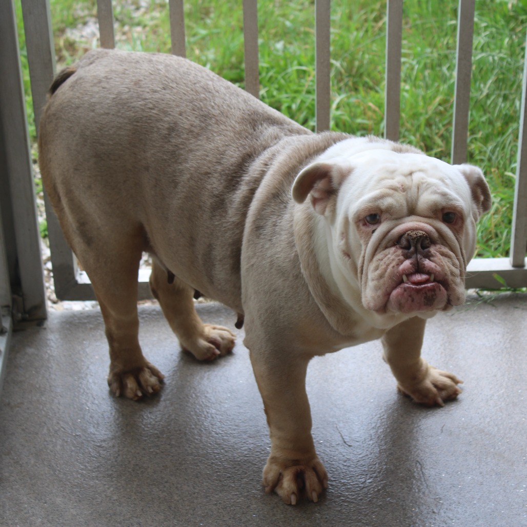 Bulldog