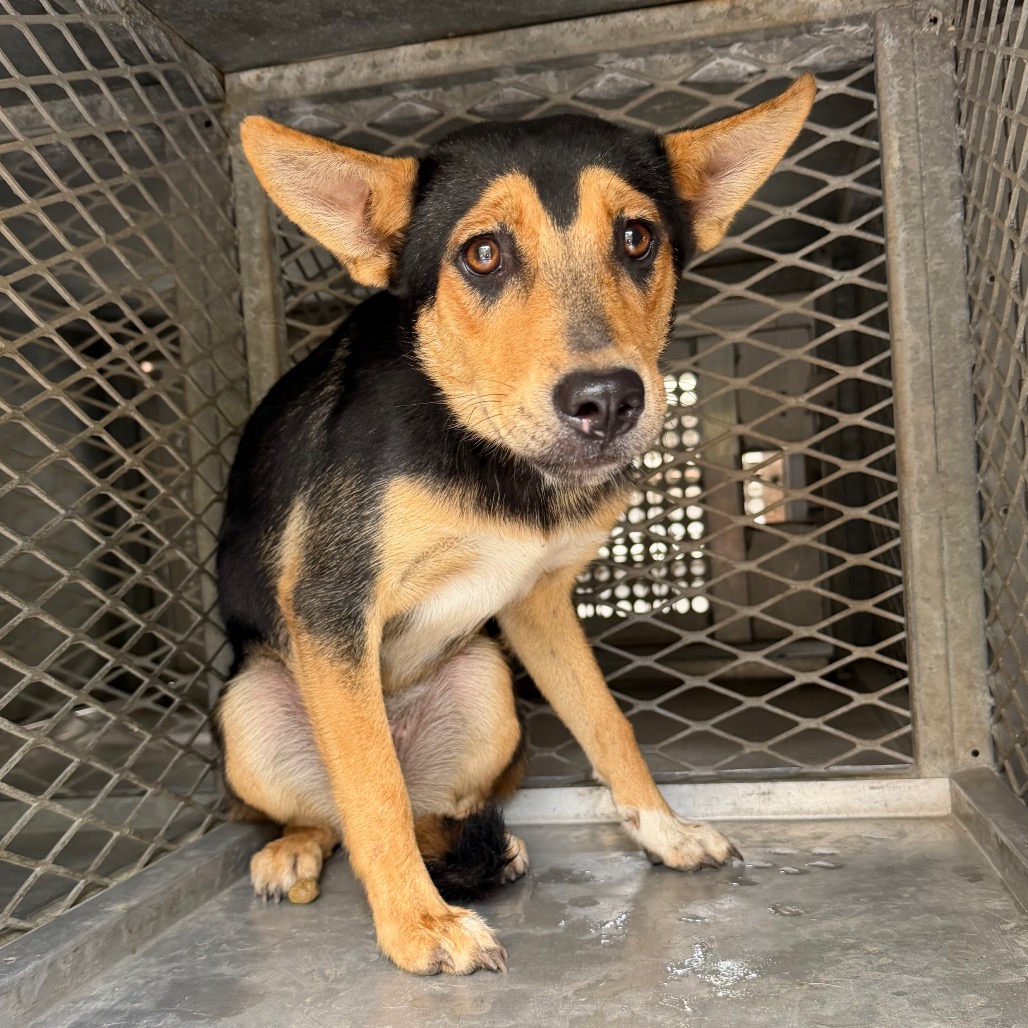SANSA - Shepherd / Mix available for adoption