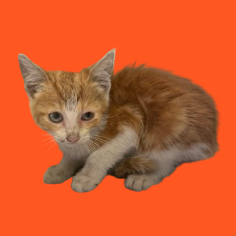 Tusc Stray 80594