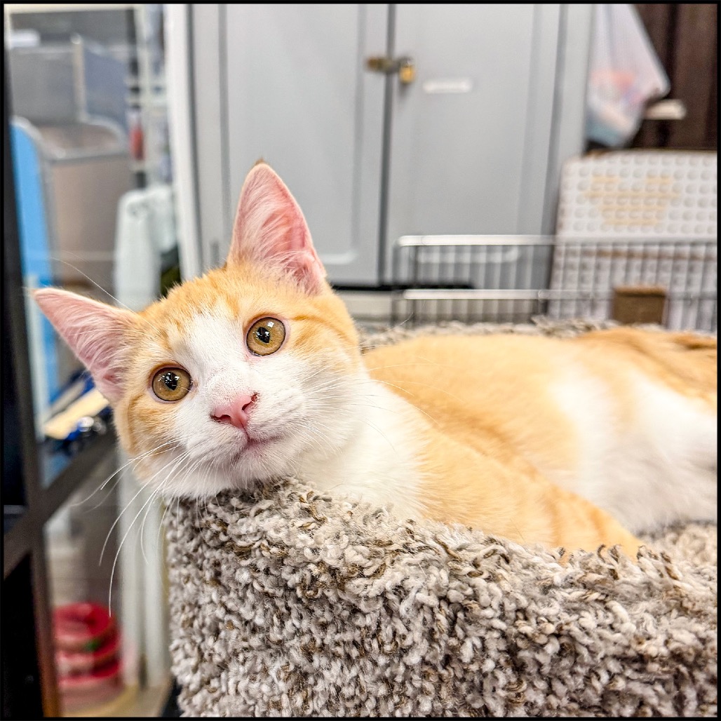 DOORBUSTER - Domestic Shorthair available for adoption