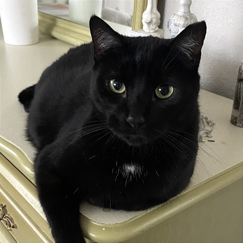 SHADOW - Domestic Shorthair available for adoption