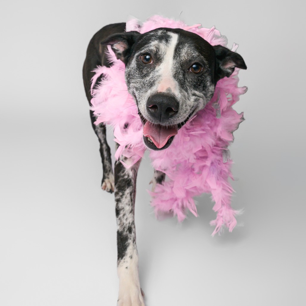 Beesly, photo 12